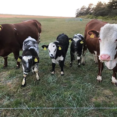 Hébergement de vacances Knaldhytten Blåvand