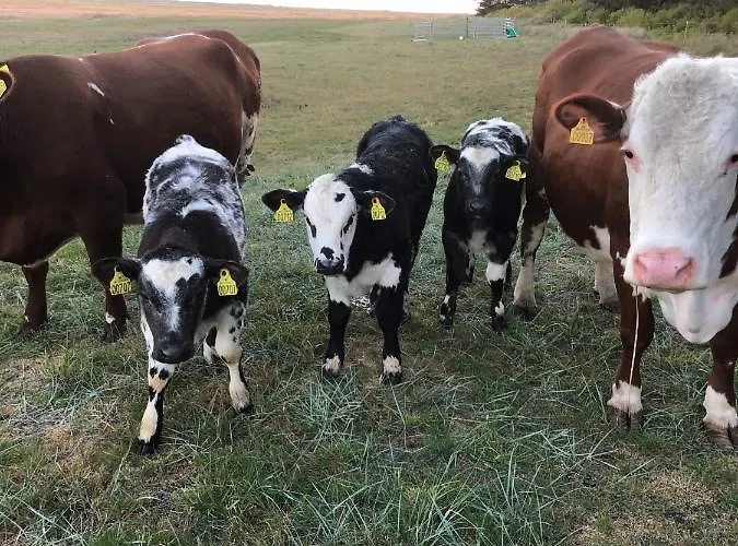 بيت للعطل Knaldhytten Blåvand